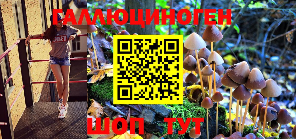 Псилоцибиновые грибы Psilocybe Гудермес